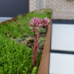 Cortenstaal bloembak